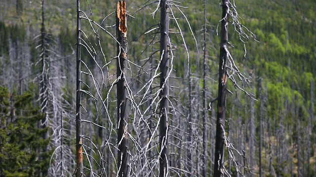受损森林中的死树向上倾斜视频素材