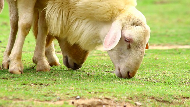 羊在田野里吃草视频素材