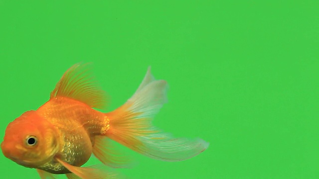 金鱼在绿色屏幕色键视频素材