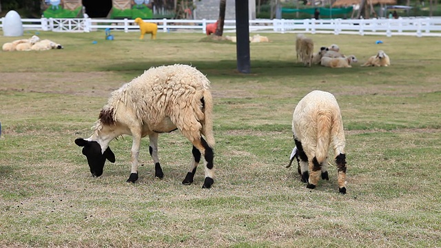 两只羊在吃草视频素材