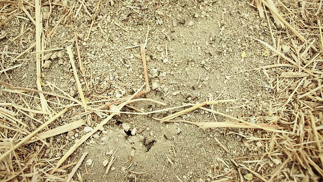 蚂蚁在田野里工作视频素材