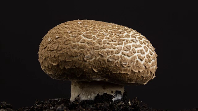 蘑菇生长，时间流逝。视频素材