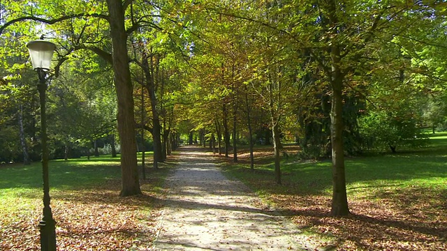 沿途有树的公园散步视频素材