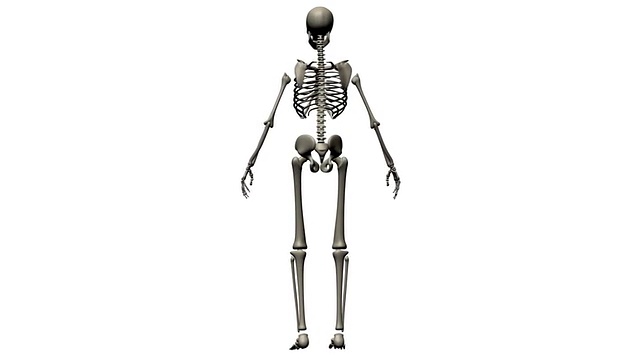 研究人体骨骼视频下载
