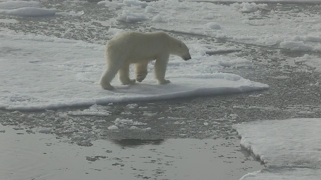 北极熊在冰上行走视频素材