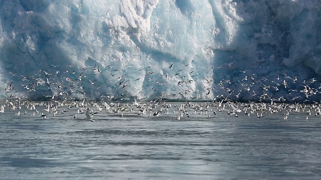 冰川与鸟类视频素材