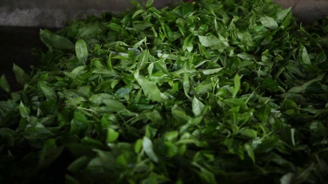 锡兰茶工厂视频素材