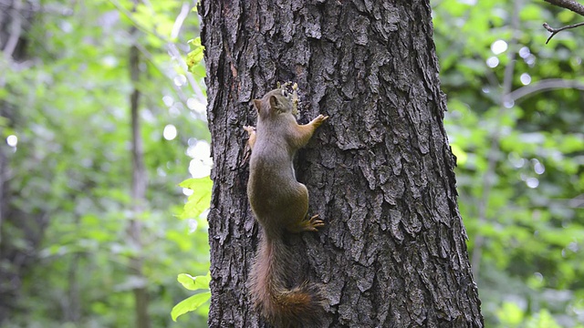 美国红松鼠在大树皮上吃自制的板油视频素材