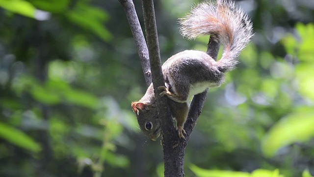 美国红松鼠在小树杈上吃自制板油的照片视频素材