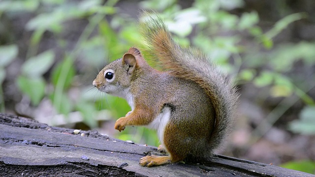 美洲红松鼠在树桩顶上吃种子视频素材