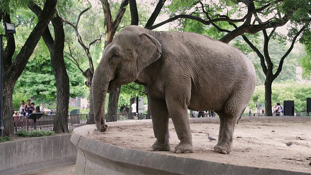 阿根廷布宜诺斯艾利斯动物园的一头大象视频下载