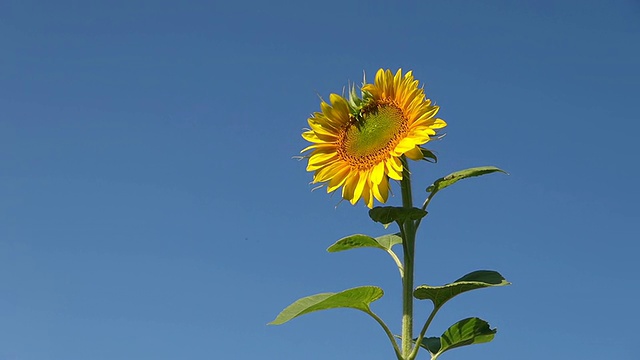 夏天的花朵/特里尔，莱茵兰普法尔茨，德国视频素材