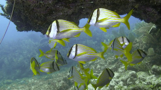 “一群猪肉鱼在墨西哥湾的珊瑚附近游泳”视频下载
