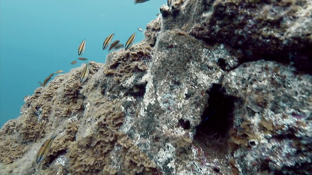 特内里费岛，一群在珊瑚附近游泳的鱼视频素材
