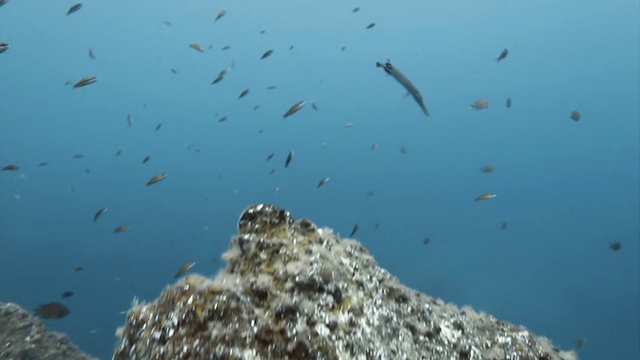 特内里费岛，在鱼群中游动的喇叭鱼视频素材