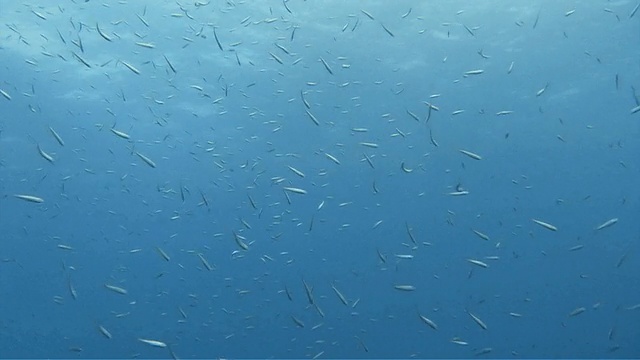 广角镜头:一群海洋鱼在不同距离下不规则地游动视频素材