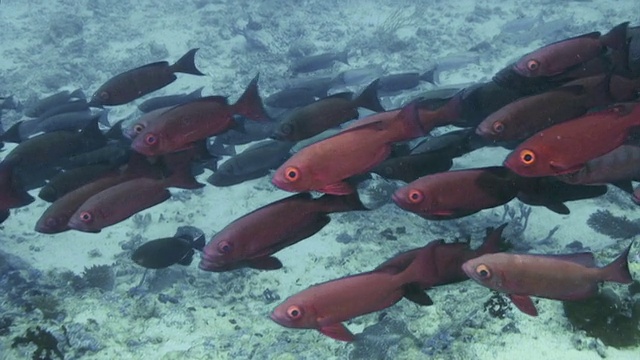 马尔代夫海，一群或红靶心鱼视频下载