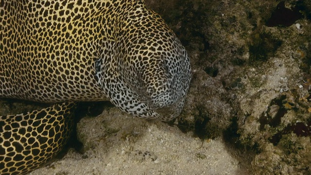 巨型斑点海鳗的特写镜头视频下载