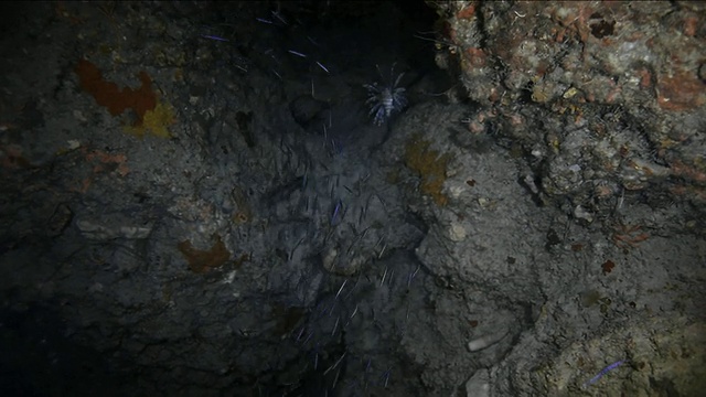 狮子鱼在洪都拉斯湾群岛黑暗的珊瑚深处游泳视频下载