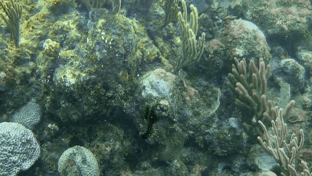 在洪都拉斯湾群岛的珊瑚礁周围游动的霓虹斑比目鱼视频下载