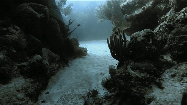 游过洪都拉斯湾群岛的珊瑚海峡视频下载