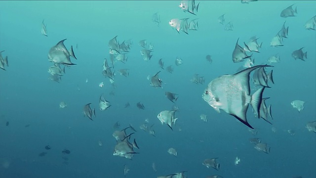 洪都拉斯湾群岛上的一群有着黑色衬里的银色鱼视频下载
