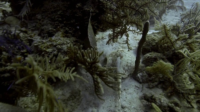 在洪都拉斯湾群岛的海床上游动的白斑鹰鳐鱼视频下载