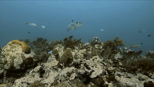在洪都拉斯湾群岛的珊瑚周围游动的大梭鱼视频下载