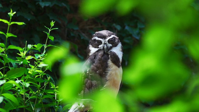 眼镜猫头鹰眨眼超级慢的动作视频素材