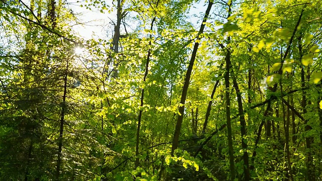 阳光穿过树林，稳定摄像机视频素材