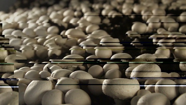 温室蘑菇视频素材