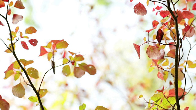 吹树上的秋叶视频素材