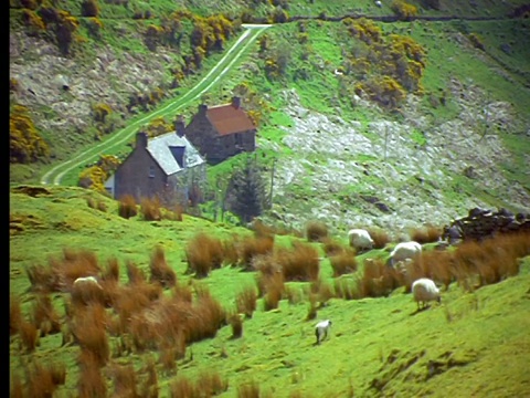 绵羊在草地上吃草/背景中的小屋/斯凯岛，苏格兰视频素材