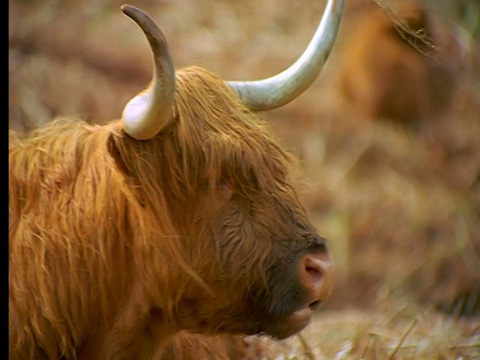 高地牛有角咀嚼/高地，苏格兰视频素材