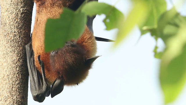 果蝠在树上视频素材