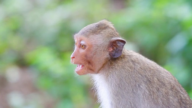 高清:猴子说话…视频素材