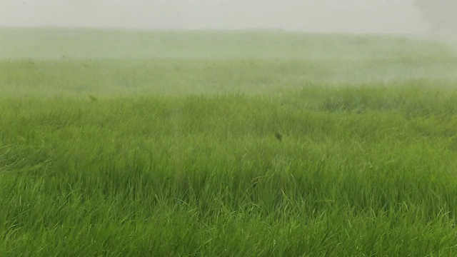 稻田里下着暴雨。视频下载