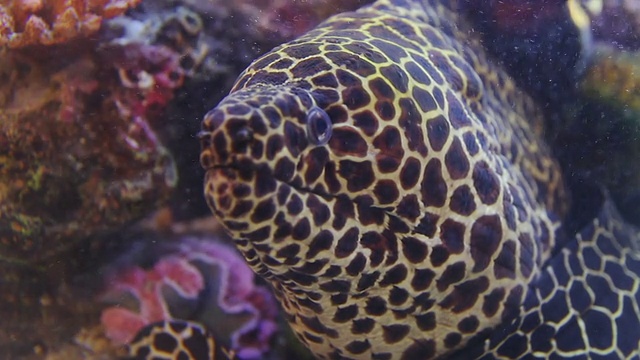 巨型海鳗视频素材