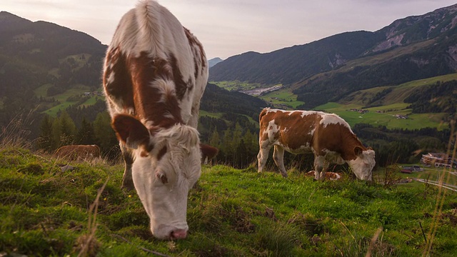 在高山景观中放牧奶牛视频素材