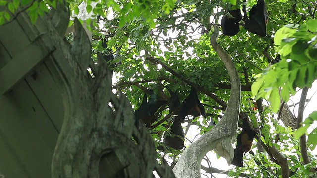 果蝠在树上视频素材