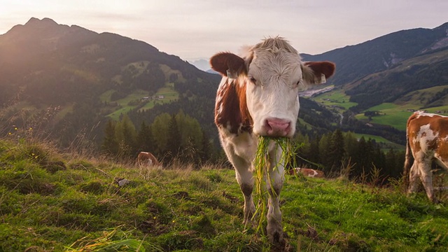 奶牛在高山上吃草视频素材