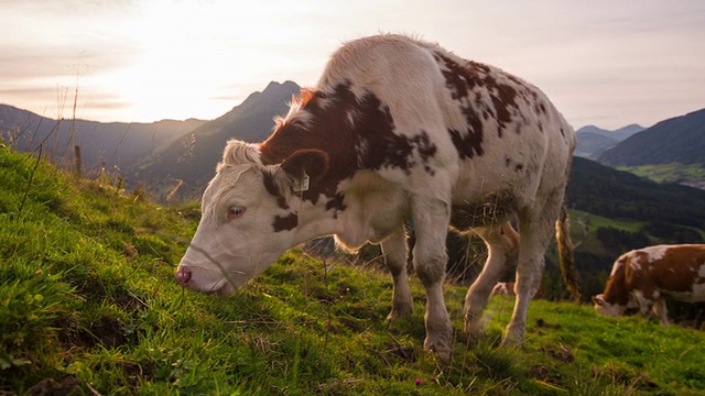 在高山景观中放牧奶牛视频素材