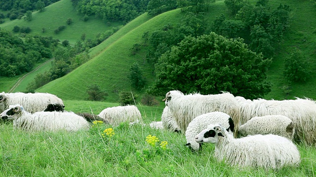 绵羊躺在田野上视频素材
