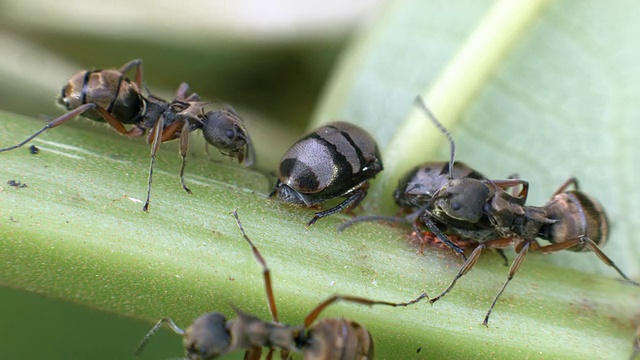 厄瓜多尔热带雨林中，蚂蚁在一片叶子的背面照料树跳虫视频下载