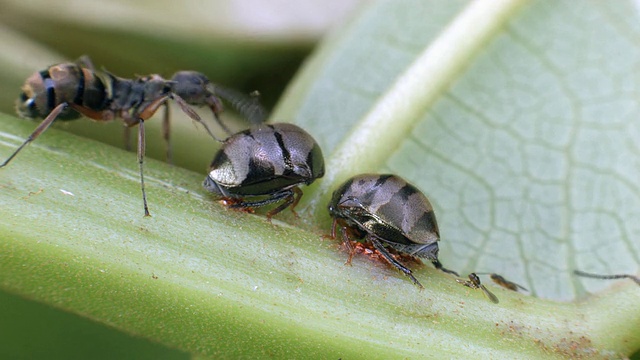 蚂蚁在叶子的背面照顾树跳虫视频下载