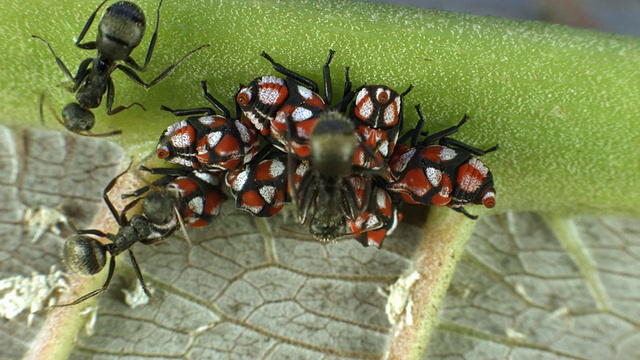 在厄瓜多尔一片雨林树叶的背面，蚂蚁们正注视着一群红黑相间的跳树蜂视频下载