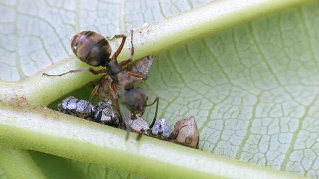 蚂蚁在叶子的背面照顾树跳虫视频下载