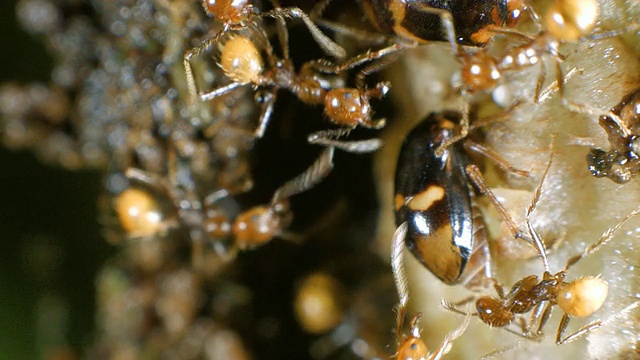蚂蚁在照料一群跳树蚁视频下载