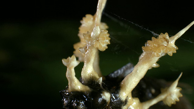 厄瓜多尔的冬虫夏草真菌从被寄生的蛾身上长出来。视频下载
