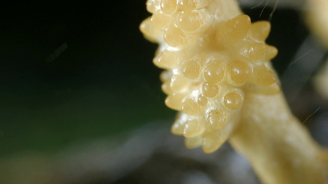 一个冬虫夏草真菌释放孢子的特写视频下载